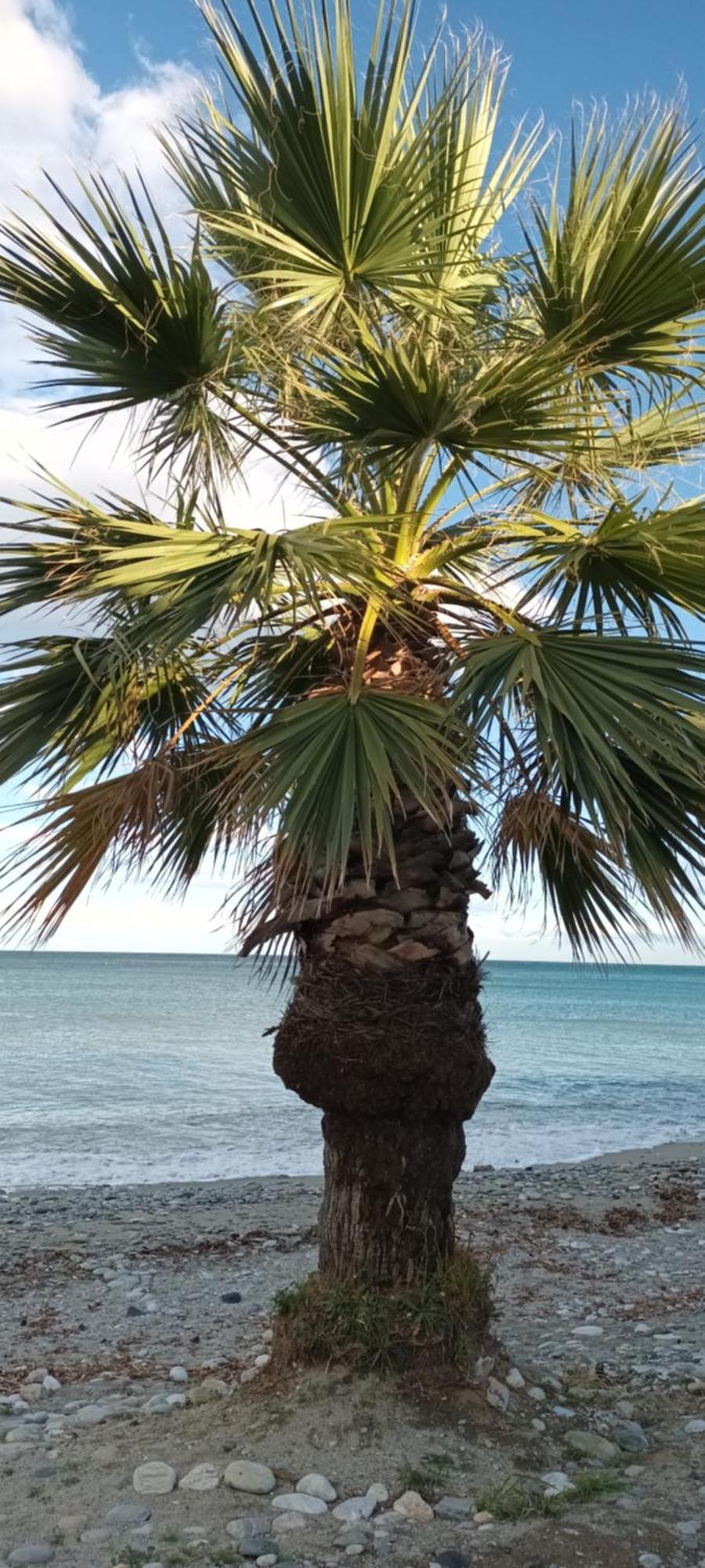 Mana Mia Seaside Apartments ليبتوكاريا المظهر الخارجي الصورة